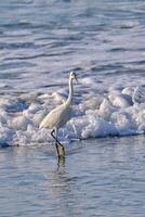 Snowy egret wades on the beach during a Myrtle Beach sunrise photo