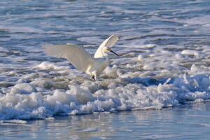 Snowy egret spreads it's wings as the waves crash in photo