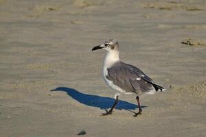 Laughing gull strolls on the beach during sunrise photo