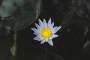 white lotus flower blooming in the pond with green leaf background photo