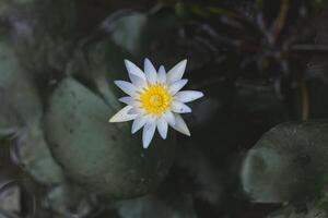 white lotus flower blooming in the pond with green leaf background photo