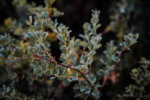 dew on the green leaves of a shrub shot at dawn, top view, close-up photo