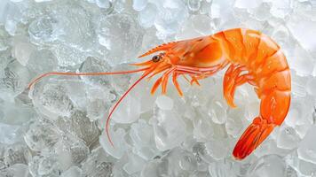 Iced Shrimp Display   Seafood Cuisine photo