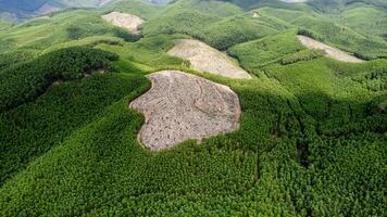 deforestación crisis aéreo verde desvanecimiento foto