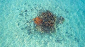 aéreo coral arrecife oasis submarino esplendor foto