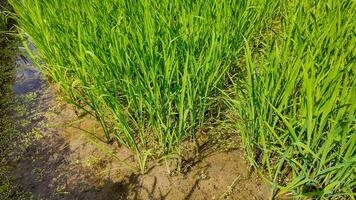 verde arroz campos, rural serenidad foto
