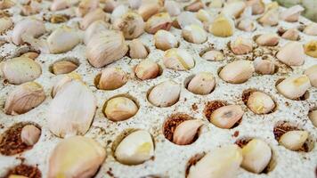 Garlic Cloves Variety on White Backdrop photo