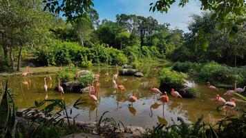 Flamingos Wading in Tropical Serenity photo