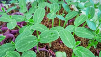 emergente verde plántulas, crecimiento renovación foto