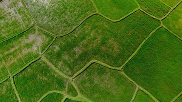 Verdant Rice Paddies Aerial Quilt View photo