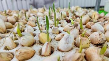 Garlic Bulbs Sprouting in Sustainable Farm photo