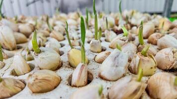 Garlic Bulbs Sprout in Foam Trays photo