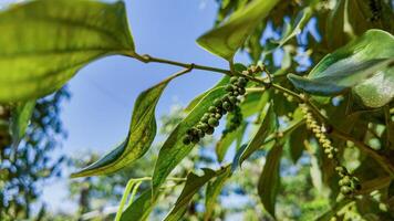 Green Coffee Berries Amidst Lush Foliage photo