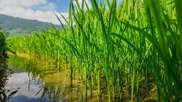 Majestic Rice Paddies, Serene Reflections photo