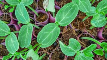 brotante verde plantas con púrpura tallos foto