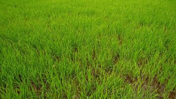lozano arrozal campo, vibrante arroz crecimiento foto
