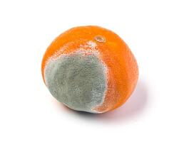 moldy mandarine on a white photo