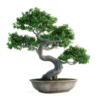 ai generado hermosa bonsai árbol en un maceta en un transparente antecedentes png