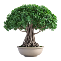 AI generated beautiful banyan tree in a pot with a transparent background png