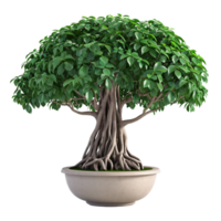 ai generiert schön Banyan Baum im ein Topf mit ein transparent Hintergrund png