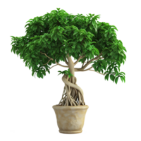 AI generated beautiful banyan tree in a pot with a transparent background png