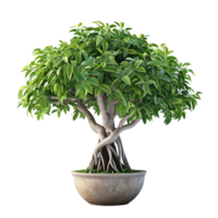 AI generated beautiful banyan tree in a pot with a transparent background png