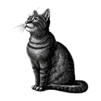 AI generated vintage cat animal illustration old engraving element style png