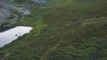 aéreo Visão do pessoas passeio cavalos em a montanha campo. a cavalo equitação dentro a montanhas , natação dentro a lago. cavalos andar em uma verde grama. aéreo Visão em cavalo equitação às montanha campo com lagoa video