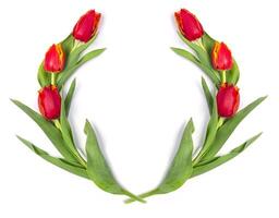 red tulips on white background photo