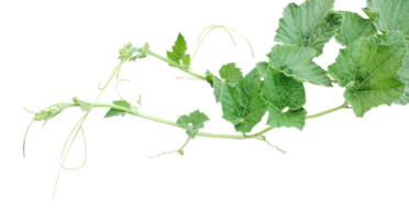 a vine with leaves  on a transparent background, Green gourd tips and leaves, pumpkin leaves png