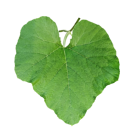 a green large pumpkin leaf on a png transparent background, vegetables tree leaves and branch