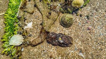 rocoso marea piscina ecosistema exploración cerca arriba foto