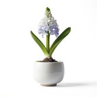 AI generated A minimalist porcelain planter with a single blooming hyacinth isolated on a transparent background photo