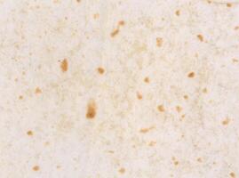 tortilla wrap background photo