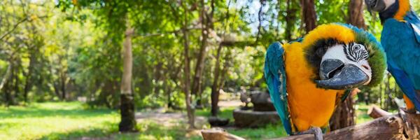 Macaw Majesty, Tropical Forest Vibrance Showcase photo