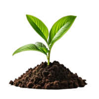 AI generated A bunch of young green plants emerge from the soil mound isolated on transparent background PNG, AI Generative png