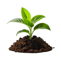 AI generated A bunch of young green plants emerge from the soil mound isolated on transparent background PNG, AI Generative png