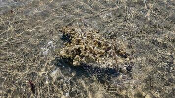 Shallow Seabed Water Flow   Marine Textures photo