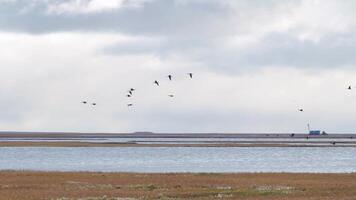 Gänse beginnend im Flug von ein groß Feld. fliegend Herde von gemischt Enten. Video. wild Enten sind fliegend hoch im das Blau Himmel mit Weiß Wolken. groß Herde machen ein Wohnwagen. video