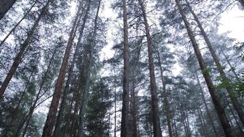árvores dentro manhã névoa. uma Sombrio floresta faixa com árvores cedo dentro a manhã. nebuloso floresta com Castanho Urso escondido dentro a grama. nebuloso morto floresta video