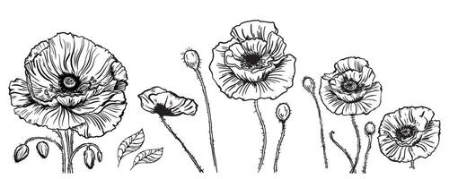 drawing of poppy flowers and leaves, isolated floral elements with a black line on a white background, hand-drawn illustration of a botanist. vector