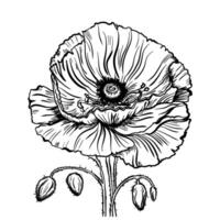 Vector drawing of poppy flowers and leaves, isolated floral elements with a black line on a white background, hand-drawn illustration of a botanist.