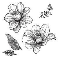 Black and white sheet. Vector illustration highlighted on a white background. For nature, eco and design. Hand-drawn plants, a frame for a postcard.