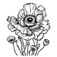 drawing of poppy flowers and leaves, isolated floral elements with a black line on a white background, hand-drawn illustration of a botanist. vector