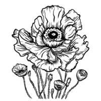 drawing of poppy flowers and leaves, isolated floral elements with a black line on a white background, hand-drawn illustration of a botanist. vector