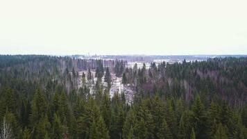 antenn se av snö täckt gran skog. rader av granar i solljus. panorama av skog i vinter- på en solig dag. antenn se. de blast av de tall träd kastar en skugga på de Snövit snö. topp video