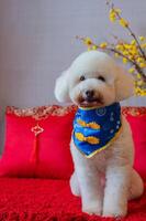 Adorable white poodle dog wearing chinese new year collar with yellow cherry blossom and red pillow on red cloth floor. photo