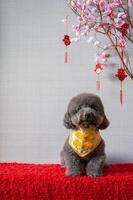 Adorable black poodle dog wearing chinese new year collar with hanging pendant word mean blessing with pink cherry blossom on red cloth floor. photo