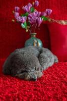 Adorable black poodle dog sleeping on red cloth floor with magnolia flowers for Chinese new year concept. photo