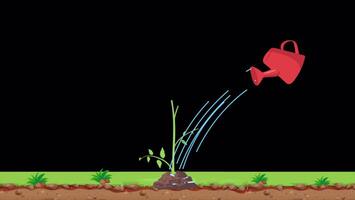 Tomatoes Grow by Watering On Alpha Channel video